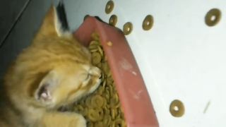Ketika ngantuk tapi di suruh makan ????????