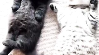 Cute kitten,s 9