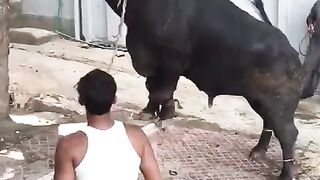 cow qurbani - dangerous cow qurbani