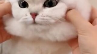 adorable cute cat 2