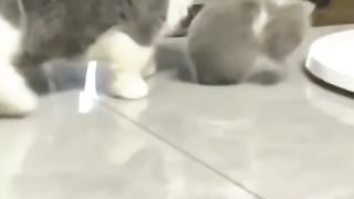 Cats kitten,s