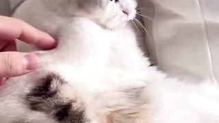 Cute kittens 4