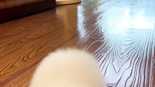 Cute puppy| nice puppy | dog