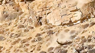snow-leopard-vs-blue-sheep-animals-wildanimals.