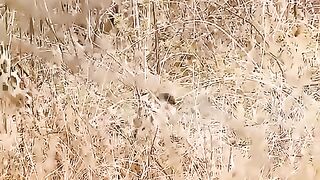 les pauvres-guepards-deviennent-la-nourriture-des-leopards-animaux-sauvages.