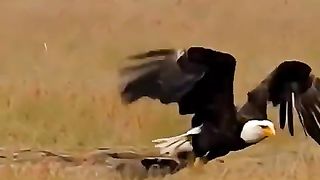aigle-animaux-animaux-sauvages.