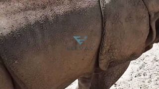 unique about the one-horned rhinoceros