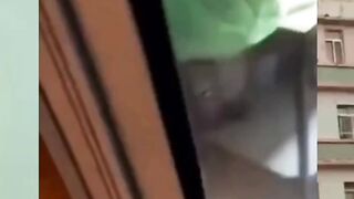 cute cat asking for help