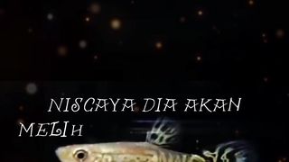 Quotes Islami 2