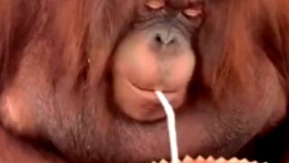 Monyet lucu lagi makan dan minum ????????????