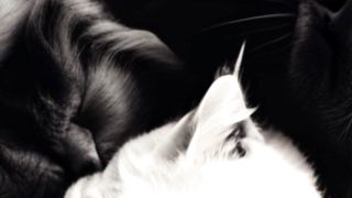 Unexpected Animal Friends: Unlikely Animal Duos That Melt Your Heart