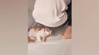 compilations cats droles