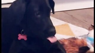 Funny and Lovable Dogs! ???????? Cute Dog Compilation