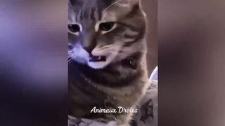 Funny cats and dogs 12