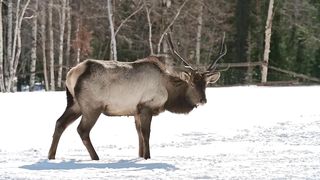 10 Rare and Unique Animals Found in Pakistan | Tanveer Rajput TV