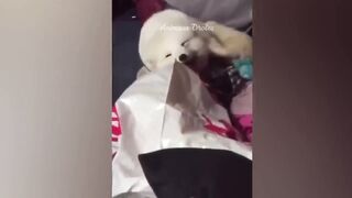 funnycat 2