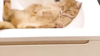 Funny Cute Animals Moments...