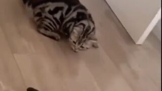 funny cat videos 2