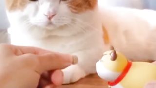 Funny cat video 3