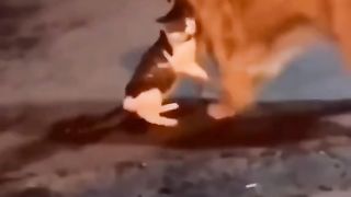 Kucing orange