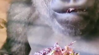 sniff #gorilla #thinking #asmr #mukbang