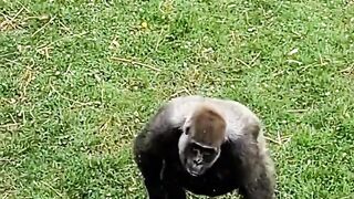 This gorilla is standing around and letting the food come to her! #gorilla #standing #asmr #eating