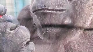 That apple is lip smackingly good! #gorilla #asmr #mukbang #eating