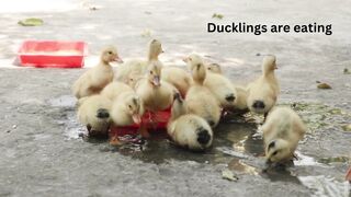 Ducklings are eating