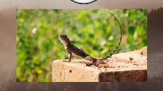 You must know!! This animals have unsual abilities!