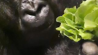 Comfy eating position on his front! #gorilla #mukbang #asmr #eating