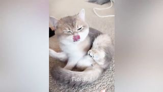 Cutest Cats and Dogs ???????? Cute Animals 2023