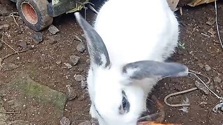 ngasih makan kelinci