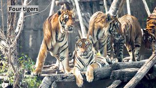 Four Tiger