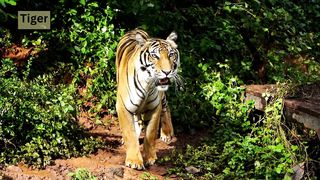 A tiger
