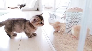 cat and chicks
