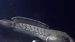 ikan chana stewarty lagi makan