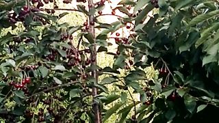 Automn season charry