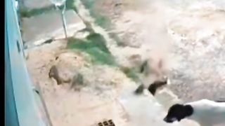 1 cat against many dogs