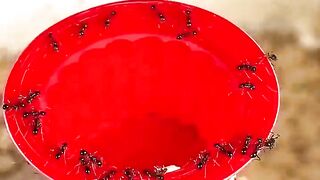 Ants Eating Red Jello