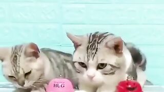 Cute cat 40