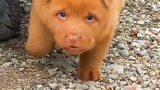 Babydog