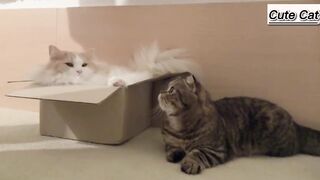 compilation of cute cats in a box