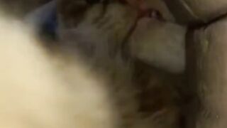 Ваш кот тоже такой?