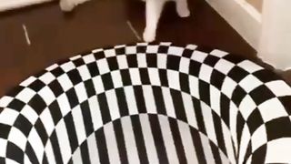 Funny Cats 03
