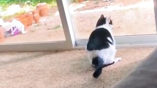 funny animals 48
