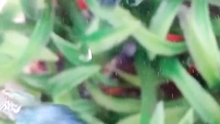 Guppy fish