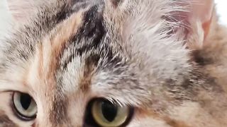 Kucing manis 3