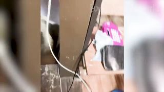 Funny Animal Videos 2023 ???? - Funniest Dogs and Cats Videos ???? 19