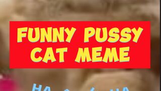 Panic Pussy Cat Funny Animal Meme