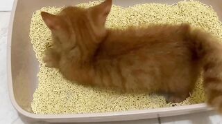 Baby cat funny